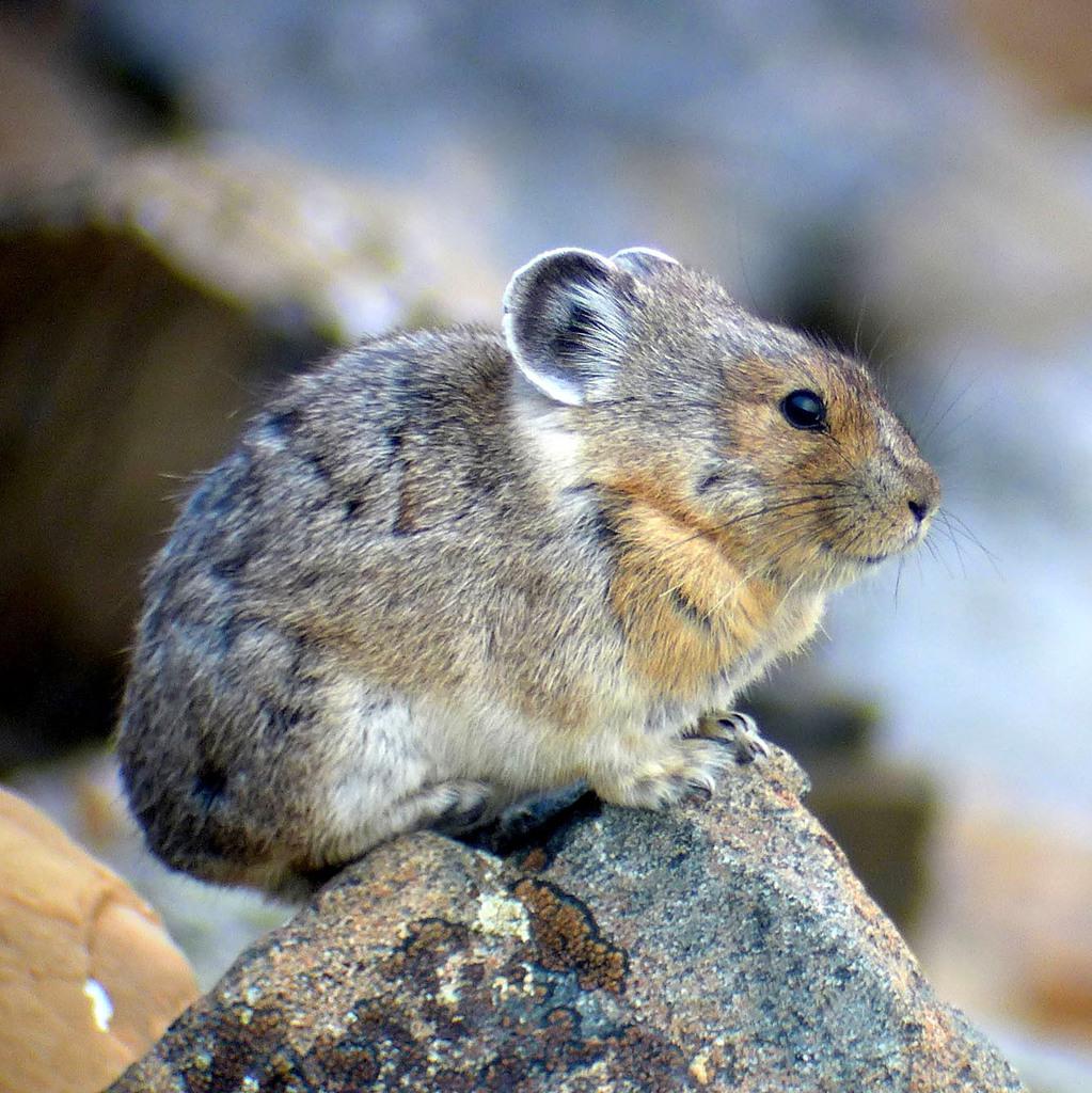 pika mouse