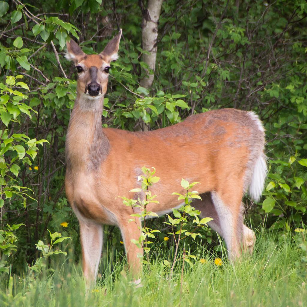 White-tailed Deer - Nature Companion
