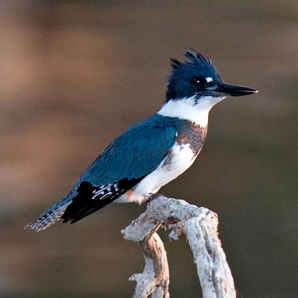 Belted Kingfisher - Everything Else Critiques - Nature Photographers Network