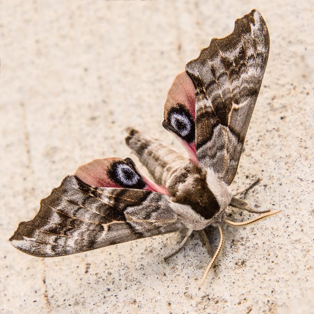 pellucid hawk moth 3